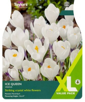 Crocus Ice Queen XL - Image courtesy of Taylor's Bulbs