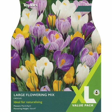 Crocus Large Flowering Mixed XL (25 bulbs)