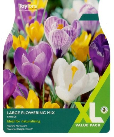 Crocus Large Flowering Mixed XL - Image courtesy of Taylor's Bulbs