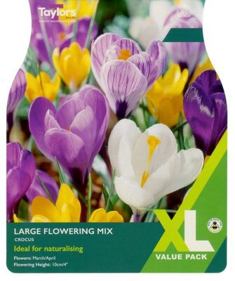 Crocus Large Flowering Mixed XL - Image courtesy of Taylor's Bulbs