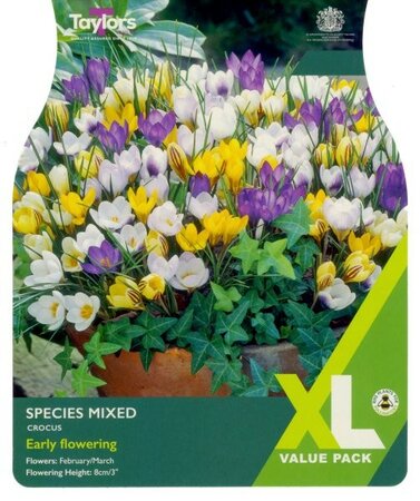 Crocus Mixed Species XL - Image courtesy of Taylor's Bulbs