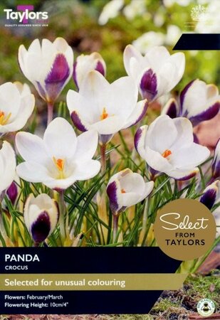 Crocus Panda - Image courtesy of Taylors Bulbs