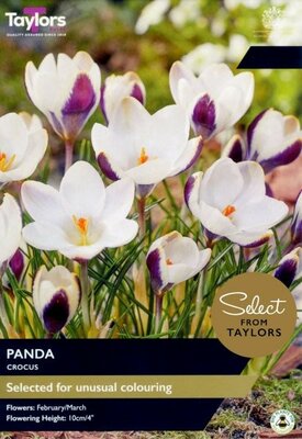 Crocus Panda - Image courtesy of Taylors Bulbs