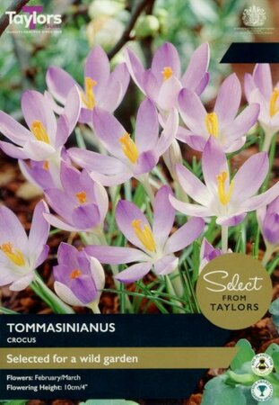 Crocus 'Tommasinianus' (20 bulbs)