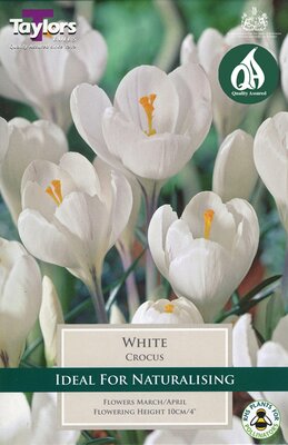 Crocus White - Image courtesy of Taylors Bulbs
