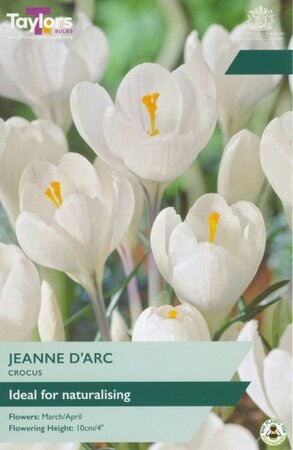 Crocus Jeanne D'Arc - Image courtesy of Taylor's Bulbs