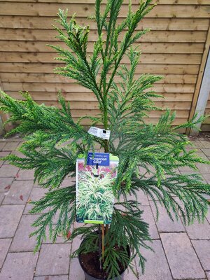 Cryptomeria 'Hungarian Gold' - Photo by Ciara (Ardcarne Garden Centre)