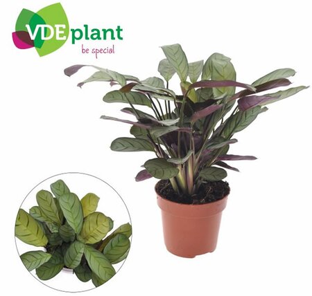 Ctenanthe burle-marxii 'Amagris' (12cm pot)