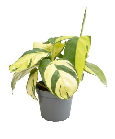 Ctenanthe 'Golden Mosaic' - Image courtesy of Plantline