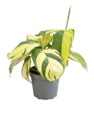 Ctenanthe 'Golden Mosaic' - Image courtesy of Plantline