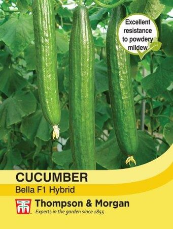 Cucumber Bella - image 1