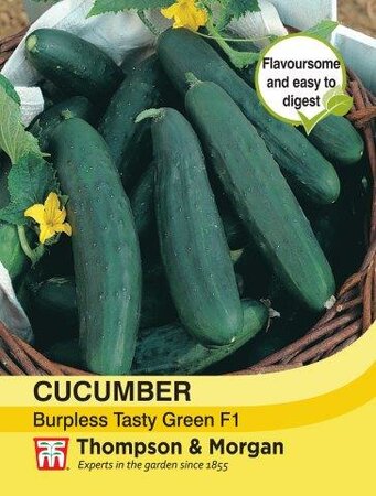 Cucumber Burpless Tasty Green - image 1