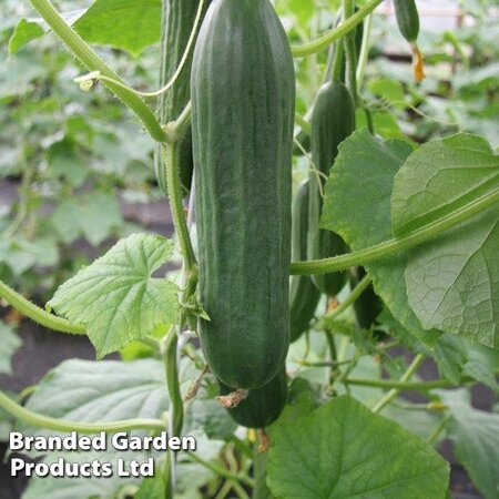 Cucumber 'Emilie' F1 - Image courtesy of Thompson & Morgan