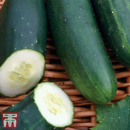 Cucumber 'Marketmore' (Organic) - Image courtesy of Thompson & Morgan