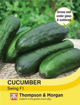 Cucumber Swing F1 Hybrid - image 1