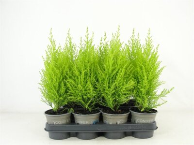 Cupressus Goldcrest 'Wilma'² - Image courtesy of Pannebakker