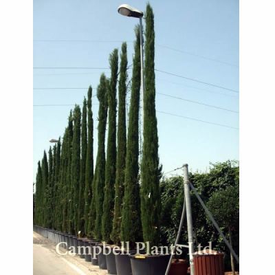 Cupressus Semp.”Pyramidalis” - Image Courtesy of Campbell's Plants Ltd