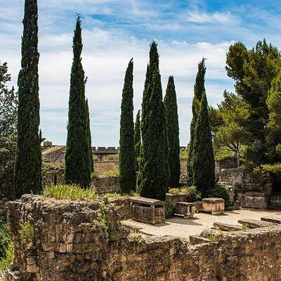 Cupressus 'Totem Pole' (10L pot)