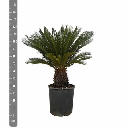 Cycas revoluta - Image courtesy of Pannebakker