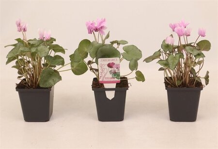 Cyclamen hed. 'Silverleaved Pink' - Image courtesy of Pannebakker