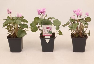 Cyclamen hed. 'Silverleaved Pink' - Image courtesy of Pannebakker