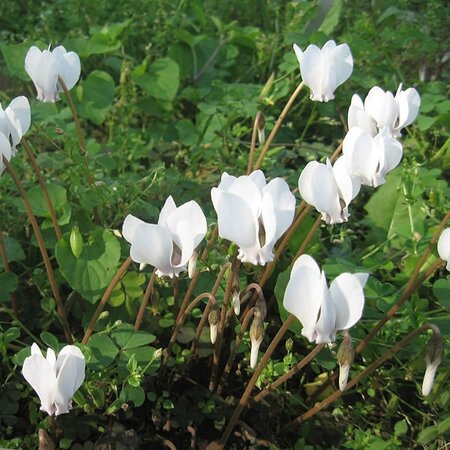 Cyclamen hederofolium White - Photo by Naevus (CC BY-SA 3.0)