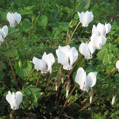 Cyclamen hederofolium White - Photo by Naevus (CC BY-SA 3.0)