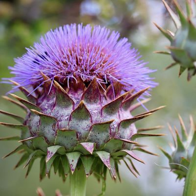Cynara cardunculus - Image by Annette Meyer from Pixabay 