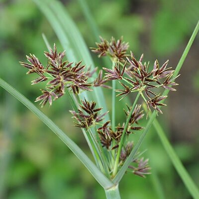 Cyperus longus - Photo by Xemenendura (CC BY-SA 3.0)