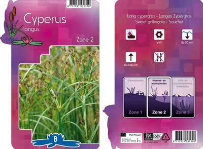 Cyperus longus - Image courtesy of Pannebakker