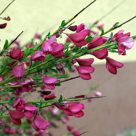 Cytisus 'Boskoop Ruby' - Photo by Babij (CC BY-SA 2.0)