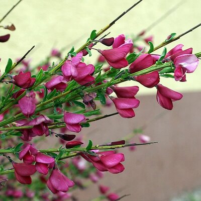 Cytisus 'Boskoop Ruby' - Photo by Babij (CC BY-SA 2.0)