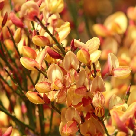 'Cytisus Lena' - Image by Manfred Richter from Pixabay 