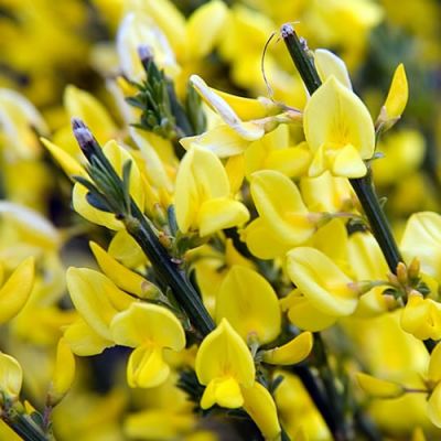 Cytisus Praecox Allgold - photo by David J. Stang (CCBY-SA 4.0)