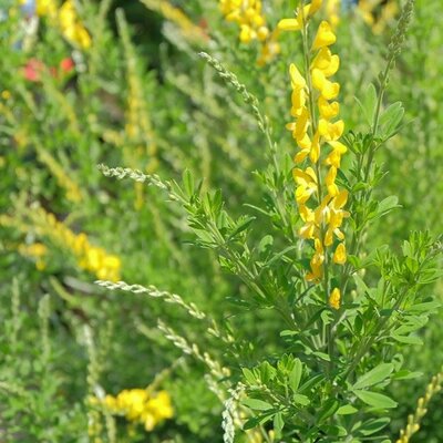 Cytisus racemosus (2L pot)