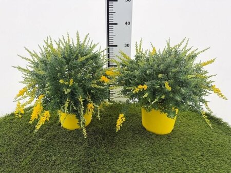 Cytisus Racemosus - Image courtesy of Impulse Plants