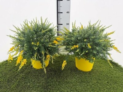 Cytisus Racemosus - Image courtesy of Impulse Plants