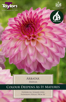 Dahlia Arbatax - Image courtesy of Taylors Bulbs