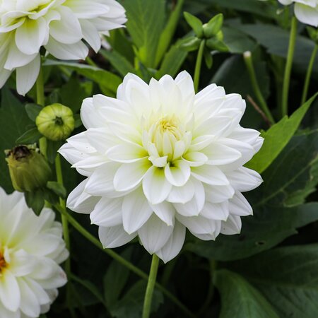 Dahlia 'Aspen' - Image by minka2507 from Pixabay 