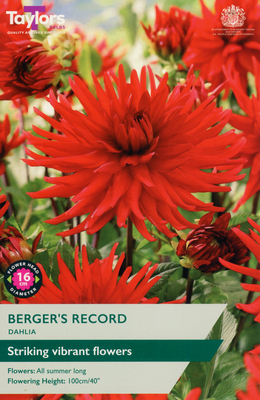 Dahlia 'Berger's Record' - Image courtesy of Taylors Bulbs