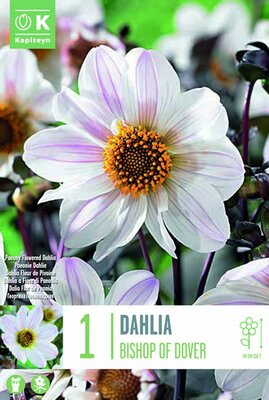 Dahlia 'Bishop Of Dover' (1)
