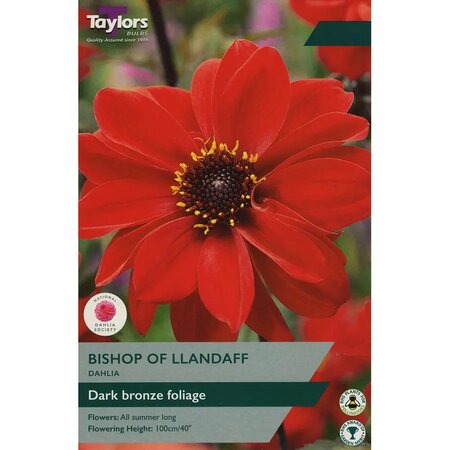 Dahlia 'Bishop Of Llandaff' (2 bulbs)