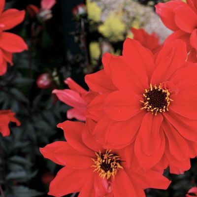 Dahlia "Bishop of Llandaff" - Photo by Mike Peel (CC BY-SA 4.0)