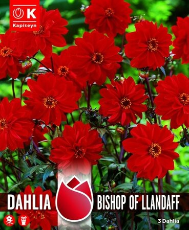 Dahlia Bishop Of Llandaff - Image courtesy of Kapiteyn