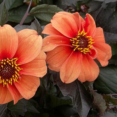 Dahlia 'Bishop of Oxford' - Photo by Mark Twyning (GFDL)