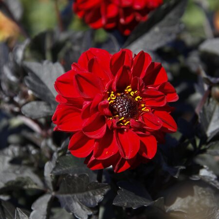 Dahlia 'Dalaya Amba' - Image courtesy of fleuroselect