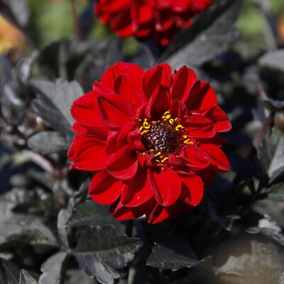 Dahlia 'Dalaya Amba' - Image courtesy of fleuroselect