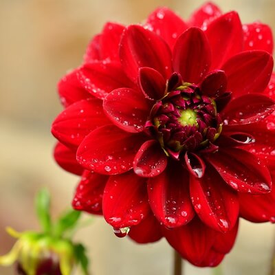 Dahlia 'Dalaya Red' - Image by congerdesign from Pixabay 