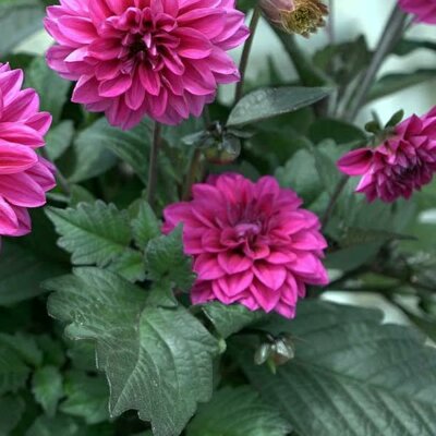 Dahlia 'Dalaya Sanya' - Public image extract here under fair use