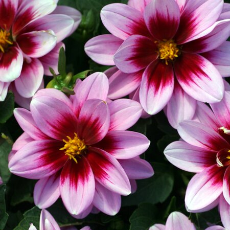 Dahlia Dalaya 'Yogi' - Image extract courtesy of flouroselect